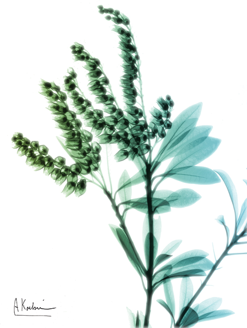 알버트 쿠치어 - Lily of The Valley