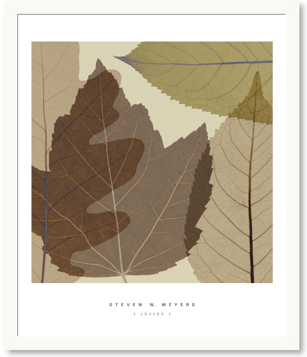 스티븐 메이어스 - 4 Leaves II