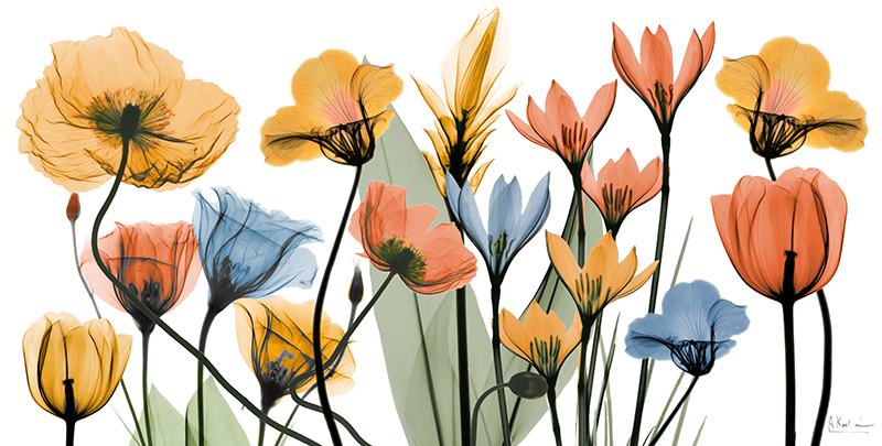 알버트 쿠치어 - Bed of Love Ⅰ