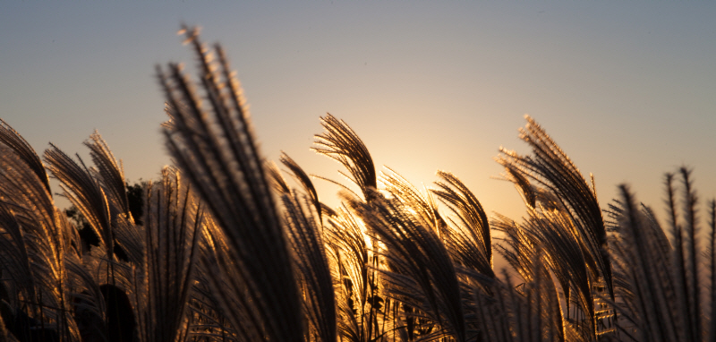 박나은 - 제주 억새