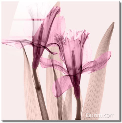 스티븐 메이어스 - Daffodils III