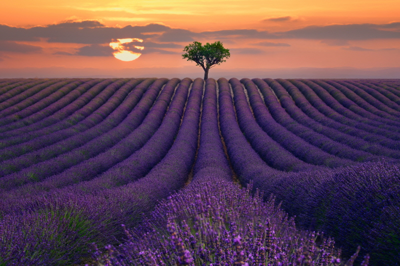 리 시예 - For the Love of Lavender