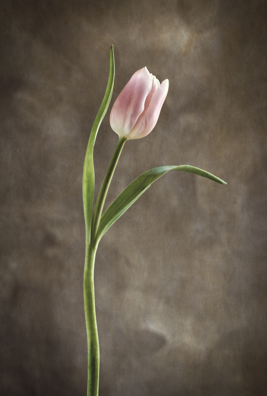 데브라 반 스웨어린젠 - Spring Tulips I