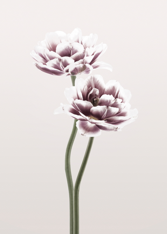 디자인 파브리켄 - Cosmos I