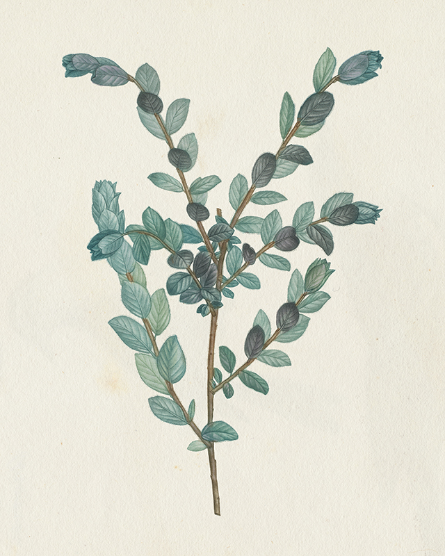 와일드애플 포트폴리오 - Victorian Garden Greenery Ⅱ