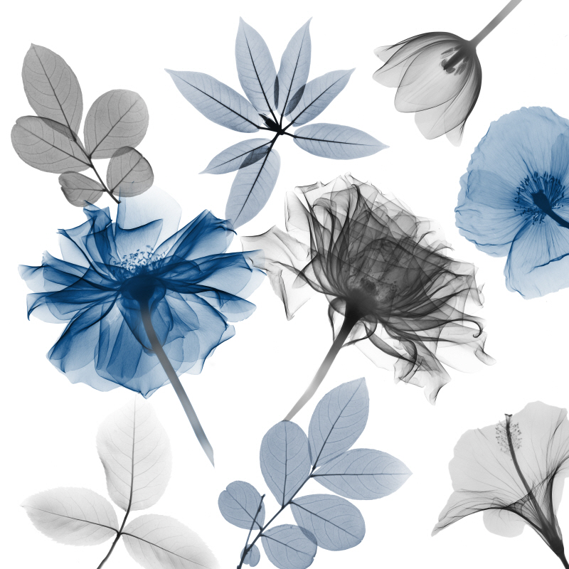 알버트 쿠치어 - Floral Collage III