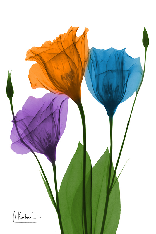 알버트 쿠치어 - Jewel Gentian Buddies Ⅰ