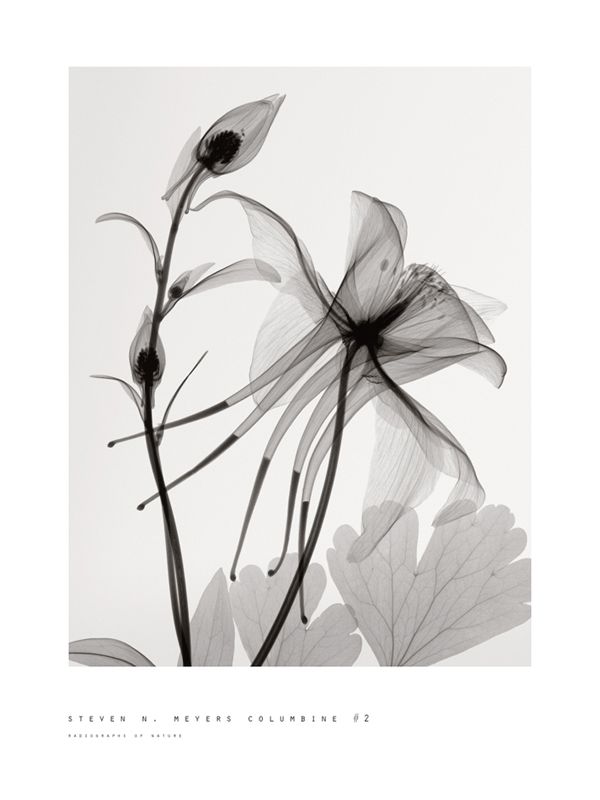 스티븐 메이어스 - Columbine II