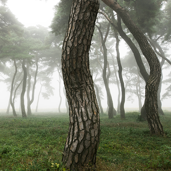 김현 - A Pine Tree that Happended Upon Me 1