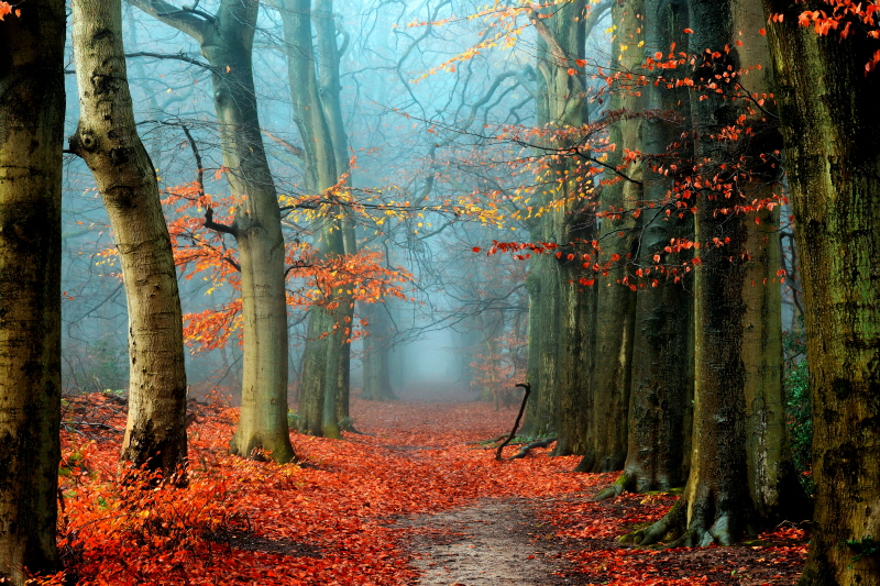 라스 바른 드 구르 - Bussum in Fall