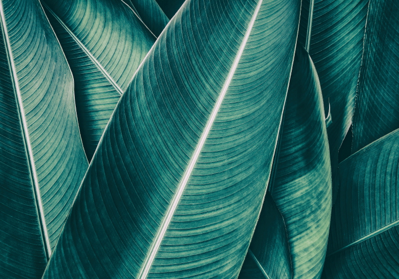 포토아이엔씨 스튜디오 - Banana