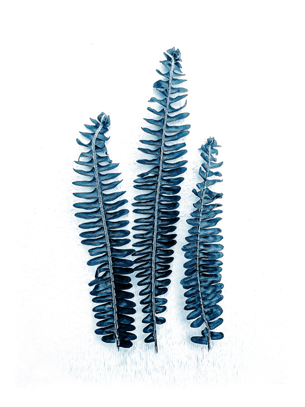 어반 에피파니 - Fern Fronds Baltic Sea