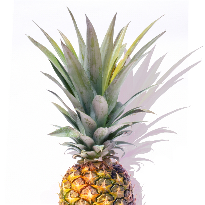 마이클 타린 - Pineapple Tri II crop
