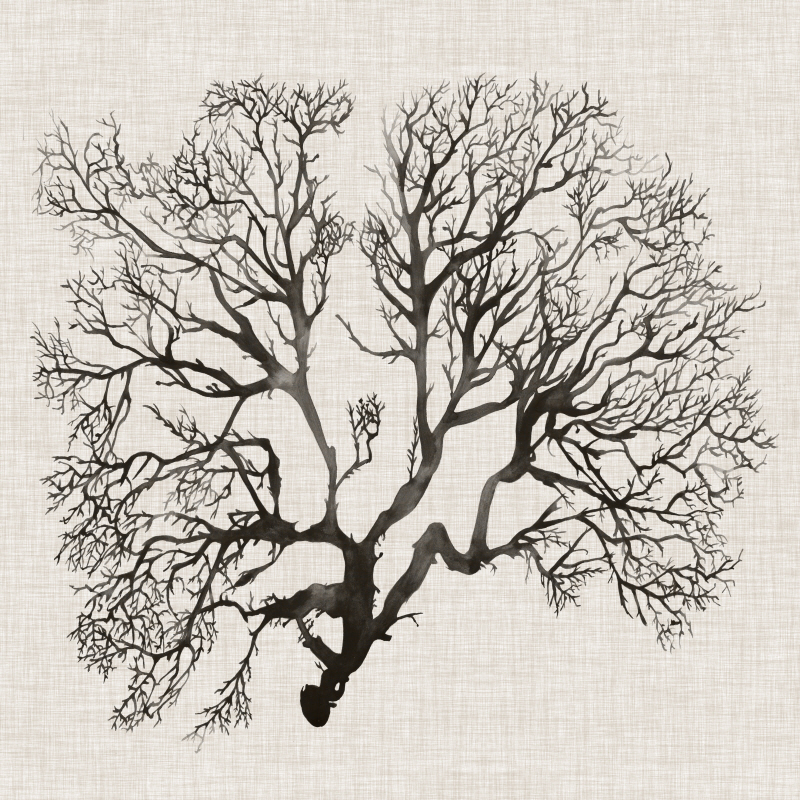 그레이스 포프 - Shadow Sea Fan III