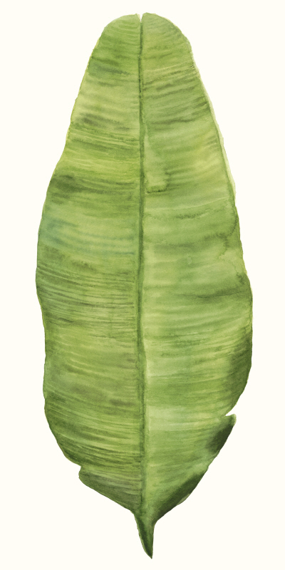 나오미 맥카비트 - Tropical Breeze Leaves IV