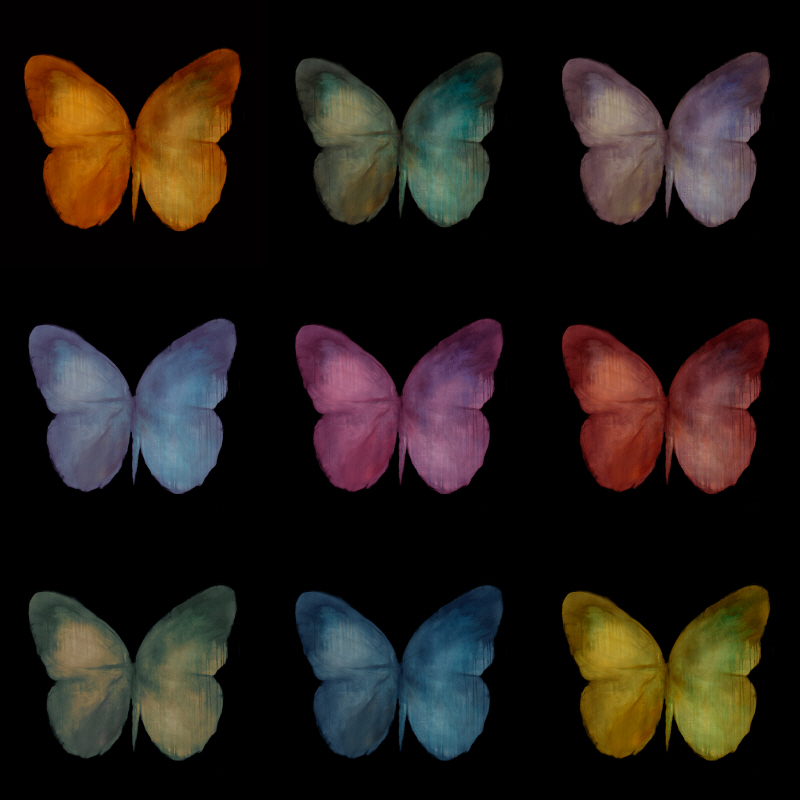 사라 스톡스틸 - Butterfly Specimen