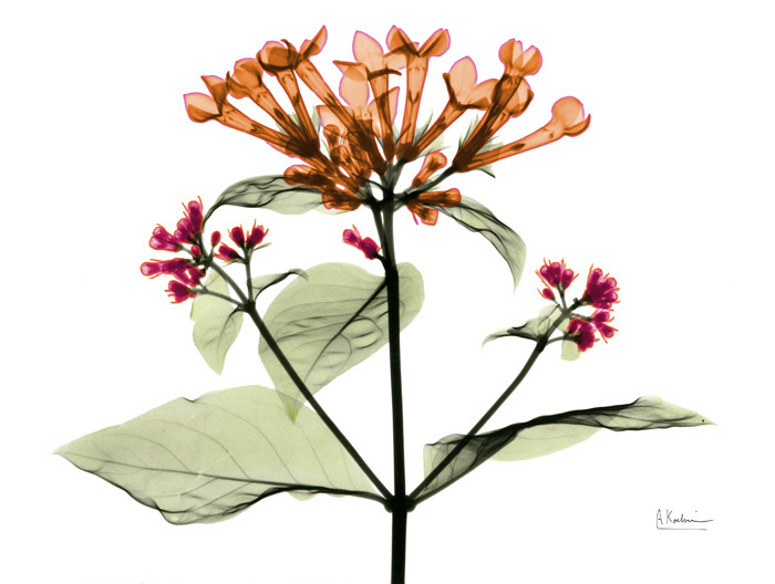 알버트 쿠치어 - Bouvardia