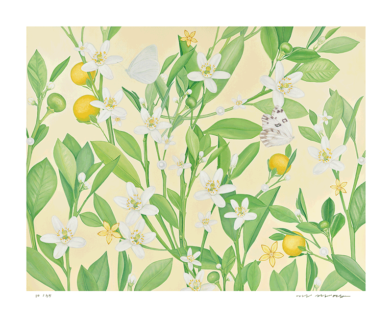 권경엽 - Orange Tree