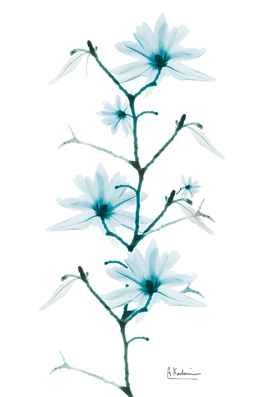 알버트 쿠치어 - Aqua Beautiful Growth