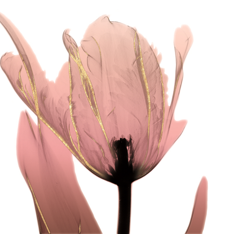 알버트 쿠치어 - Alizarin Splendor I