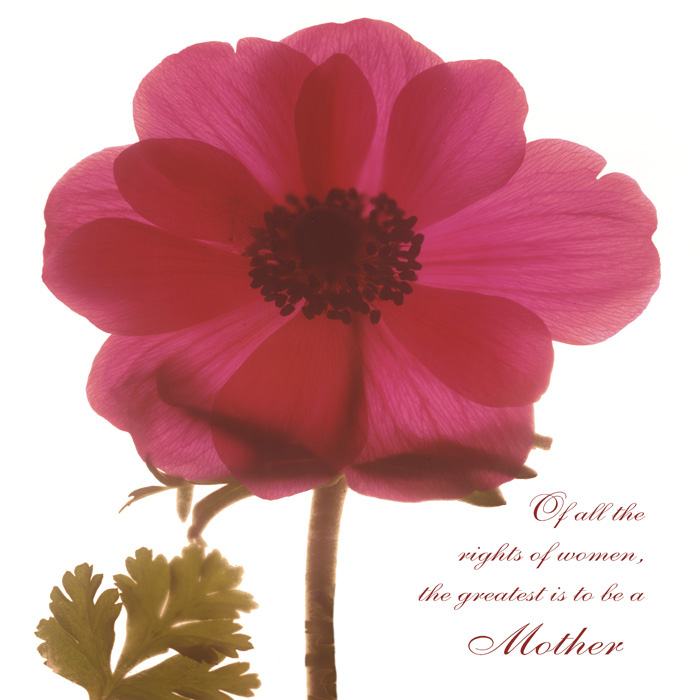 알버트 쿠치어 - Magenta Magnolia