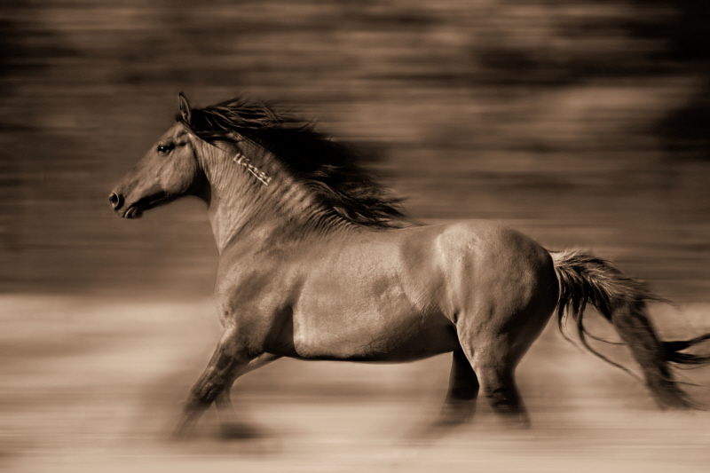 리사 디어링 - Wind Runner