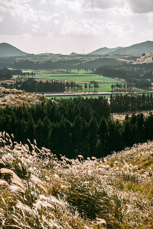송광찬 - 제주 언덕에서