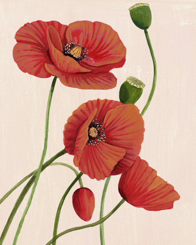 그레이스 포프 - Soft Coral Poppies I