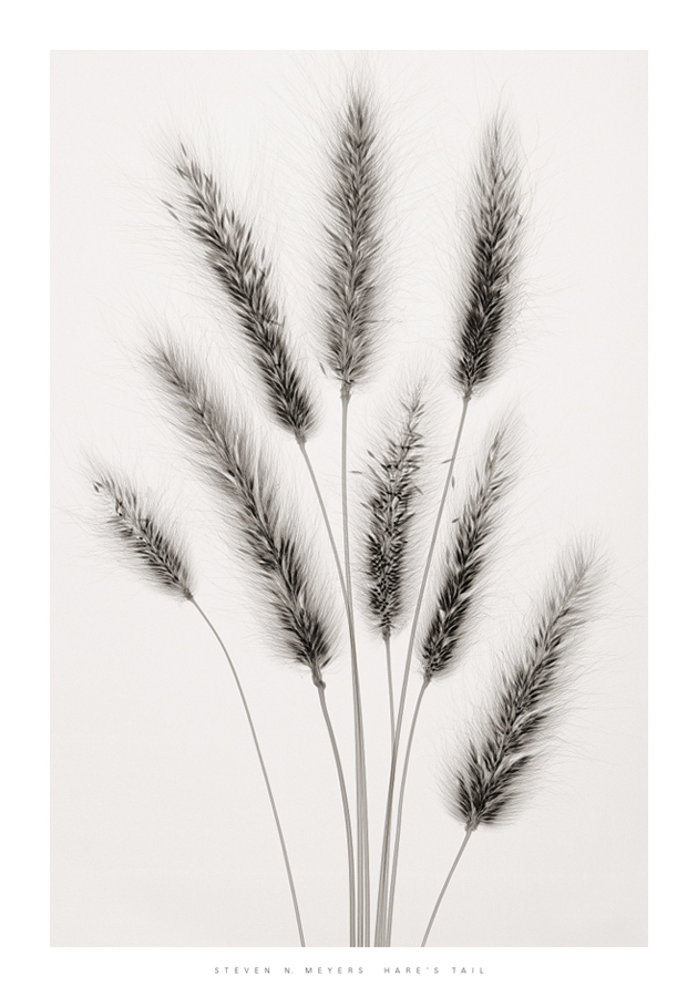 스티븐 메이어스 - Hares Tail