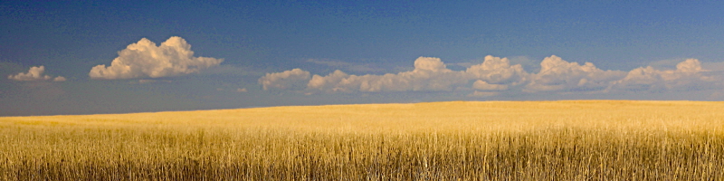 스티브 맥마혼 - S. Dakota Prairie I