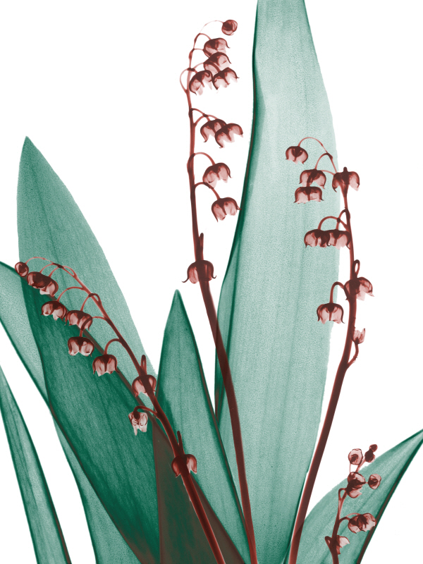 알버트 쿠치어 - Elegance Blush I