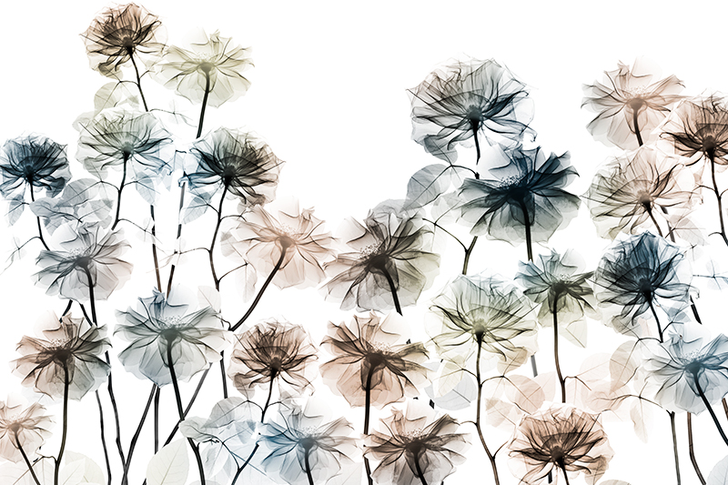 알버트 쿠치어 - Energetic Flower Bed 1