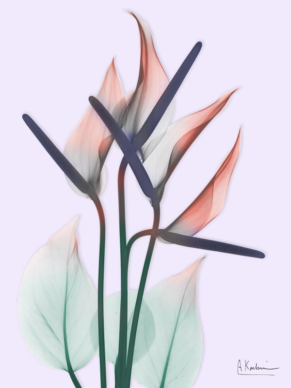 알버트 쿠치어 - Flamingo Delight II