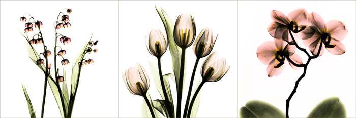 알버트 쿠치어 - Trip Tych in Pink I