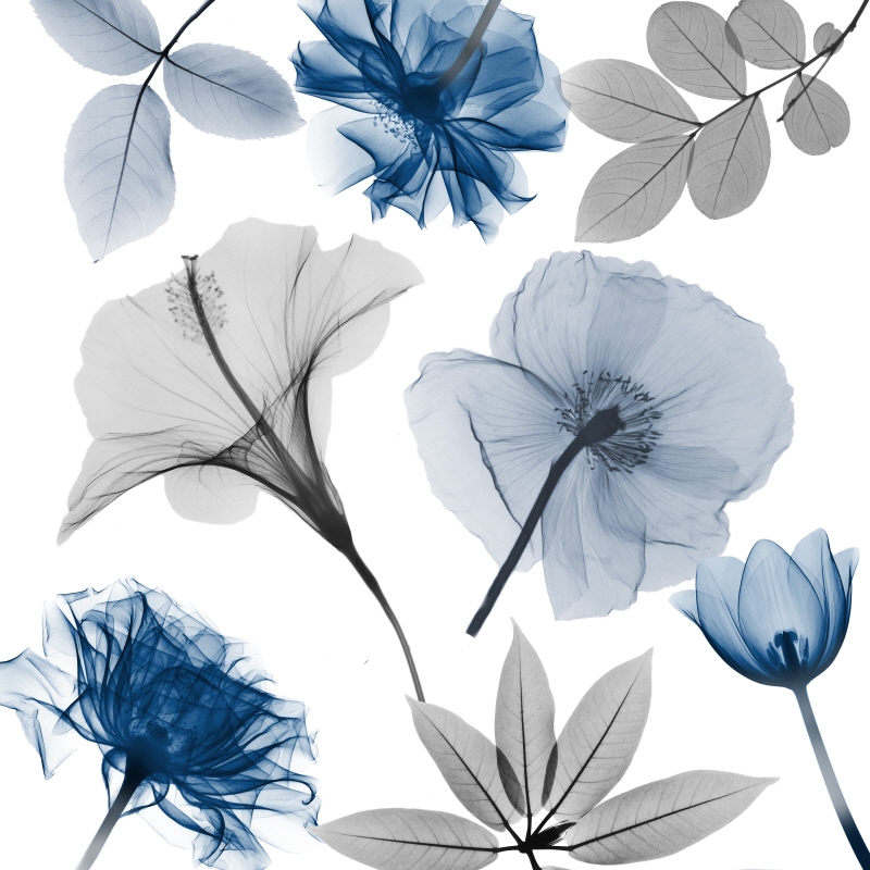 알버트 쿠치어 - Floral Collage IV