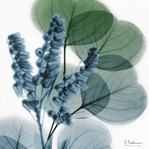 알버트 쿠치어 - Lilly of Eucalyptus