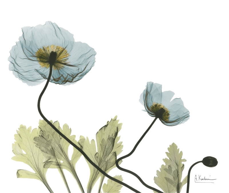 알버트 쿠치어 - Poppies Believe