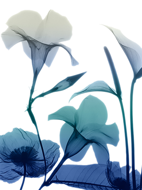 알버트 쿠치어 - Morning Bloom I