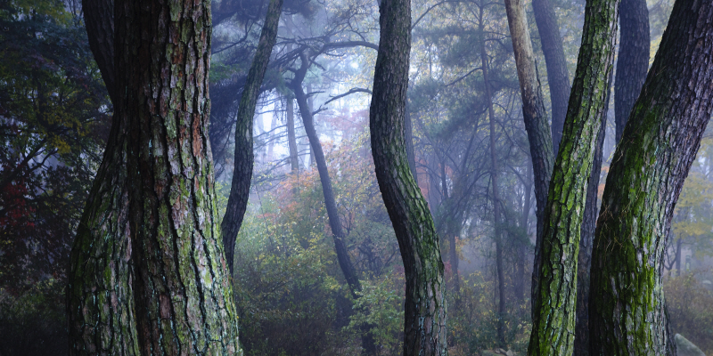 김현 - 나에게 다가온 소나무 5