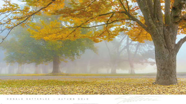 도날드 새터리 - Autumn Gold