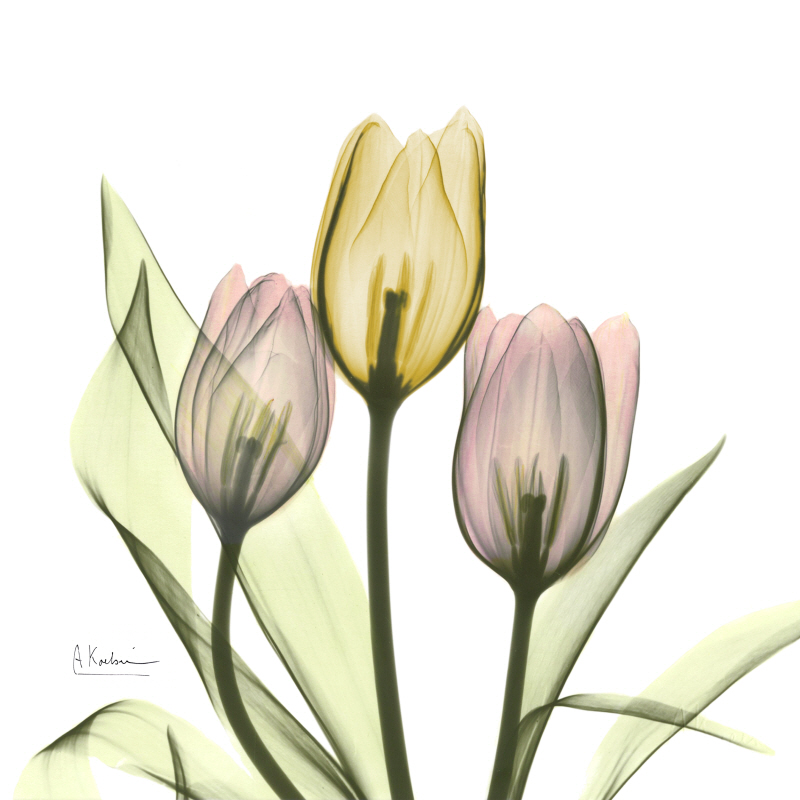 알버트 쿠치어 - Tulip Love