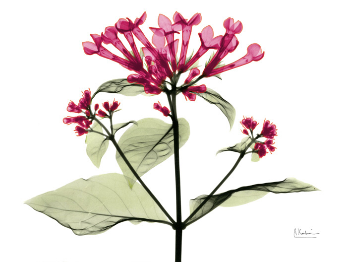 알버트 쿠치어 - Bouvardia Pink