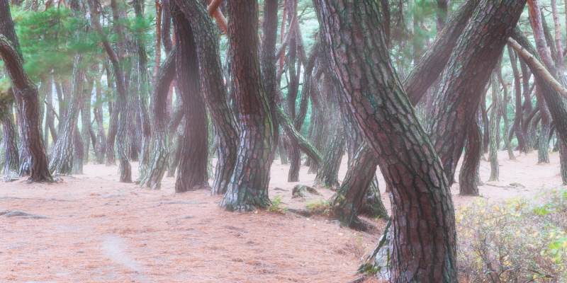 김현 - 나에게 다가온 소나무 시즌5.5 (6)