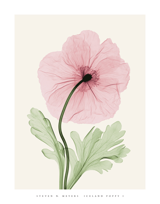 스티븐 메이어스 - Iceland Puppy I