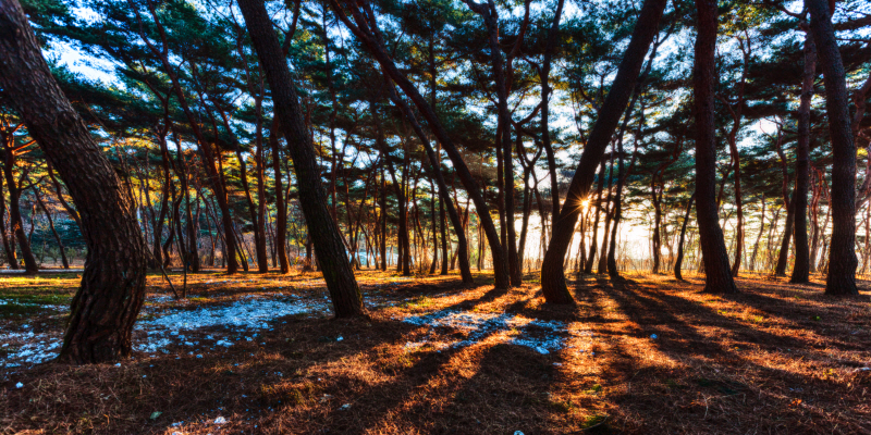 김현 - 나에게 다가온 소나무 시즌5.5 (9)