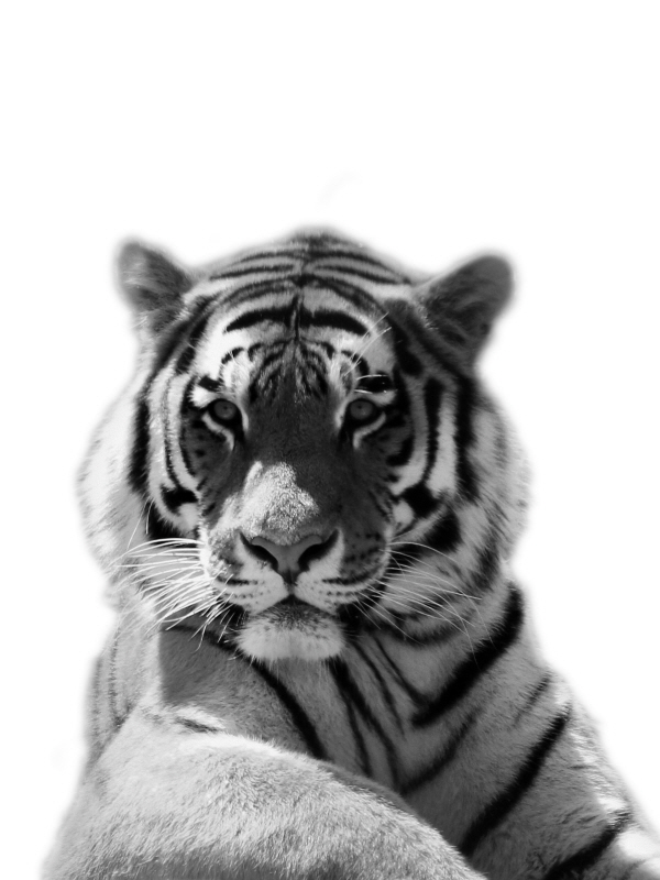 마르코 프라임 - Tiger in Thought