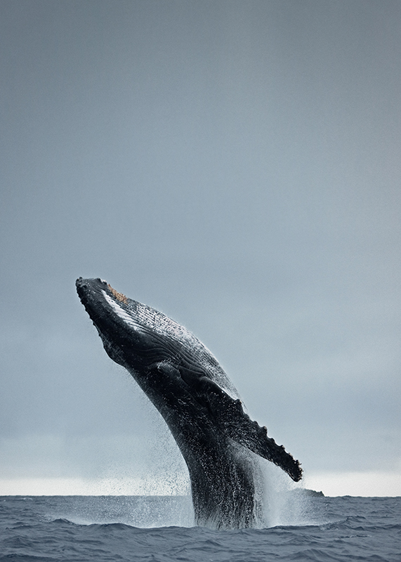 디자인 파브리켄 - 40 Ton