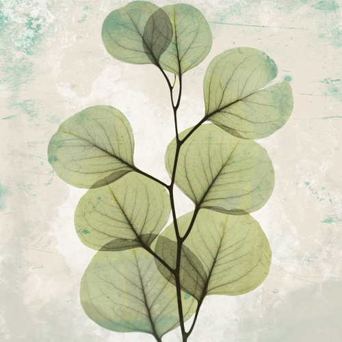 알버트 쿠치어 - Eucalyptus Agedstone