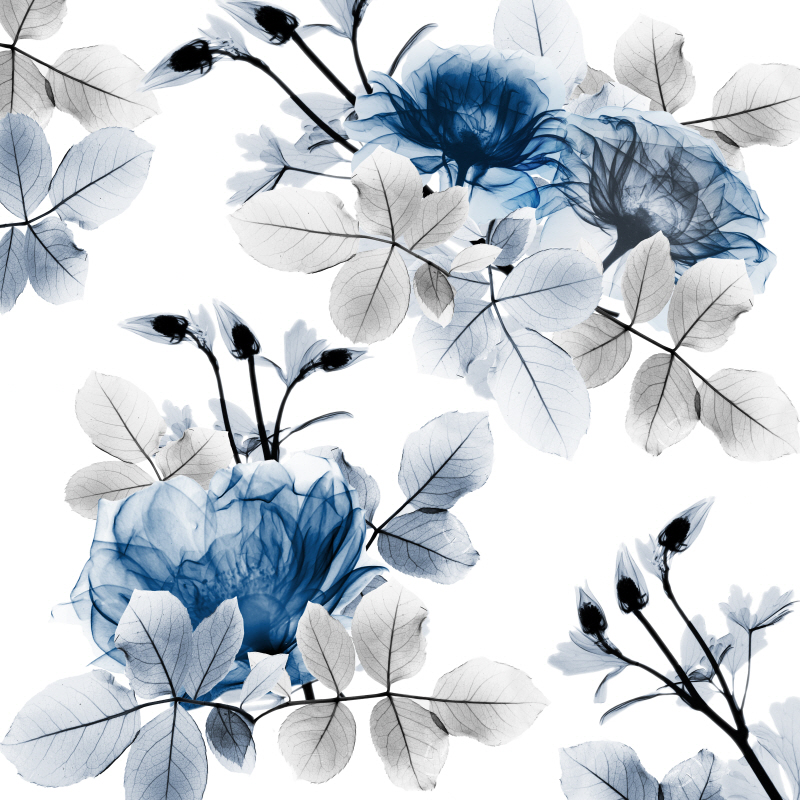 알버트 쿠치어 - Indigo Bouquets II