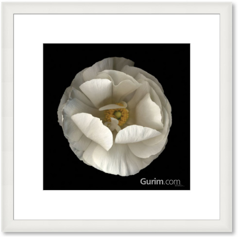 닐 세스 리바인 - Folded Ranunculus